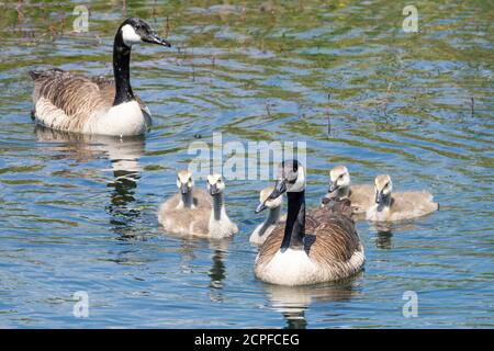 Deutschland, Baden-Württemberg, Au a. Rhein, Kanada Gänse (Branta canadensis) mit Küken. Stockfoto