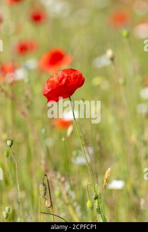 Deutschland, Baden-Württemberg, Maismohn (Papaver rhoeas), Mohn, Klatsch Rose. Stockfoto