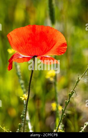 Deutschland, Baden-Württemberg, Maismohn (Papaver rhoeas), Mohn, Klatsch Rose. Stockfoto