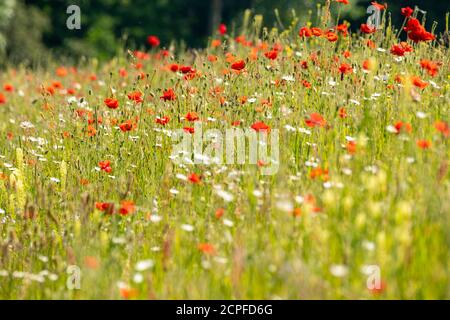 Deutschland, Baden-Württemberg, Maismohn (Papaver rhoeas), Mohn, Klatsch Rose. Stockfoto