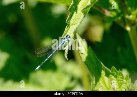 Azure Maiden (Coenagrion) Gattung der schlanken Libellen (Coenagrionidae), Weibchen auf einem Brennnesselblatt. Stockfoto