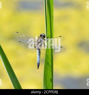 Kleiner blauer Pfeil (Orthetrum coerulescens), eine Libellenart, Familie der Libellen. Stockfoto