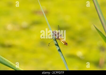 Vier Flecken (Libellula quadrimaculata) Stockfoto