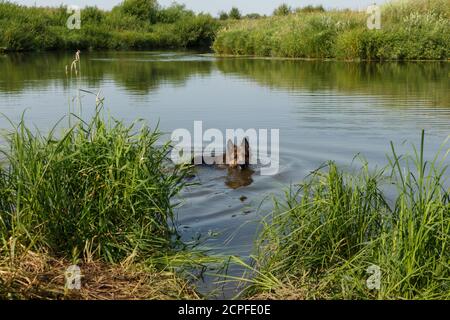 deutscher Schäferhund schwimmend im Fluss. Der Hund steht an einem Sommertag im Wasser. Stockfoto