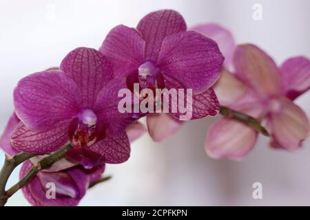 Ein Spray von Phalaenopsis Orchidee blüht. Da Bestäubung und Vermehrung perfektioniert worden ist, sind diese spektakulären tropischen Blüten leicht zu wachsen Stockfoto