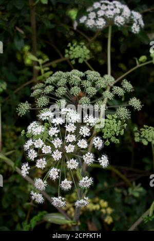 Verwandt mit Hemlock und Hogweed der Wald oder Wild Angelica ist ein hoher Jahressammer, der feuchte, saure Böden bevorzugt und in direkter Sonne oder tiefem Schatten wächst Stockfoto