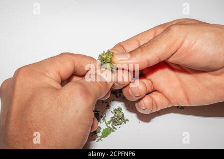 Nahaufnahme Porträt eines kaukasischen Mannes Rollen und Rauchen Eine Marihuanazigarette Stockfoto