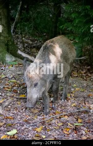 Ein Wildschwein im Forest of Dean, in der Nähe von Parkend, Gloucestershire. Die Wildschweinpopulation im Wald ist die größte in England. Foto von Andrew Higgins Stockfoto