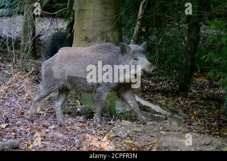 Ein Wildschwein im Forest of Dean, in der Nähe von Parkend, Gloucestershire. Die Wildschweinpopulation im Wald ist die größte in England. Foto von Andrew Higgins Stockfoto