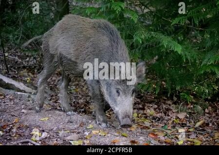 Ein Wildschwein im Forest of Dean, in der Nähe von Parkend, Gloucestershire. Die Wildschweinpopulation im Wald ist die größte in England. Foto von Andrew Higgins Stockfoto