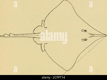 . Kalifornien Fisch und Spiel . zu beachten, dass die erste Aufzeichnung haben wir von der Anwendung von Elektrizität ist der Zeit vonAntliony und Cleopatra, dessen Gerichtsarzt empfahl die Elektrik eines elektrischen Strahls für medizinische Zwecke, vor allem für Schmerzen im Kopf. Später wurde es für die Heilung von Gicht verschrieben. KALIFORNIEN FISCH UND SPIEL. Y 3. DIE SCHLITTSCHUHE (Familie Kajaida). Der Langnasen-Skate (Raja rhina). Dieser Skate kann durch die lange vorspringende Schnauze bekannt sein, so dass die vordere Umrisse der Scheibe tief konkav. (Vergleichen Sie die gerade Linie von der Spitze der Schnauze zum äußeren Brustwinkel, Stockfoto