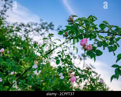 Hunderose (Rosa canina) - stacheliger Zweig mit Blumen Stockfoto