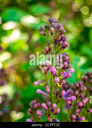 Nahaufnahme eines einzelnen Lilac-Strauch-Zweiges - Syringa vulgaris - kurz vor der Blüte, mit vielen geschlossenen Knospen Stockfoto