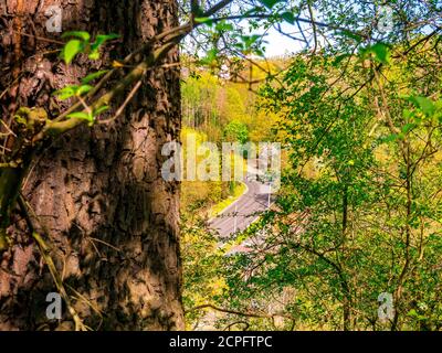 Straßenbiegung im tiefen Tal - Blick eingerahmt von einem Massive Baumstamm und Grün Stockfoto