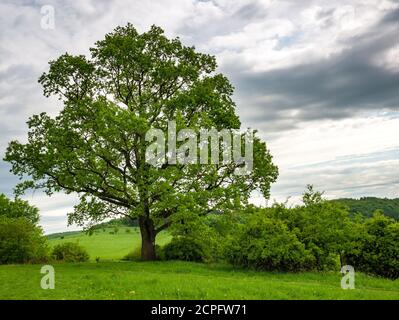 Alte massive Eiche (Quercus robur) im Frühjahr, am Rande einer Wiese. Stockfoto
