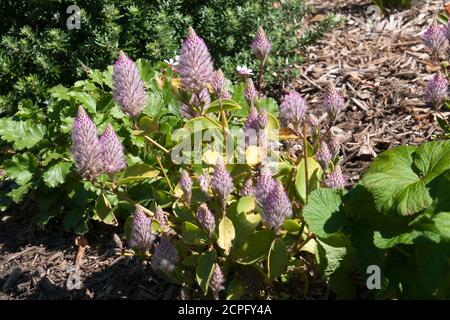 Sydney Australien, Ptilotus exaltatus oder rosa Mulla Mulla Blütenstängel an einem sonnigen Tag Stockfoto