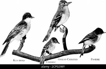 . Vögel im Laufe der Jahre . d über Ost-Nordamerika, Überwinterung in Centralamerica und weiter südlich. Sie erscheinen Ende April oder Anfang Mai. Flycatcher mit toller Haube. - Anfang Mai, während der Suche in den Wäldern nach nachhängenden Arbutus und Wake-Robin, yourear wird von einem lauten klingenden Pfeife begrüßt werden, mit einer risinginflection, die eine pointed Untersuchung auf die Vernunft Ihrer Anwesenheit deutet. Auf der Spitze eines Baumes sehen Sie Atrim-aussehende Vogel, etwas größer als seine nahe Verwandte theKingbird, aber ähnlich wie er in Farbe, Pose, und Gewohnheiten.Dies ist die Großcrested Fliegenfänger, einer der la Stockfoto