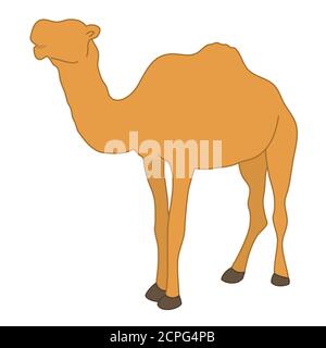 Tier Charakter Kamel Buckel stehend weiß isoliert Hintergrund mit flach Farbstil Stock Vektor