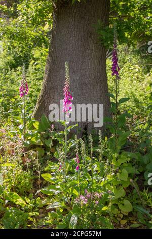 Blühende Fuchshandschuhe (Digitalis purpurea). Wild, natürlich gesät, zweijährig, blühend im zweiten Jahr. Wächst in gerodeten Wäldern, unter und neben Stockfoto