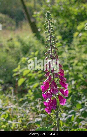 Blühende Fuchshandschuhe (Digitalis purpurea). Wild, natürlich gesät, zweijährig, blühend im zweiten Jahr. Schnitt des Blütenstiels. Wächst in gerodet Stockfoto