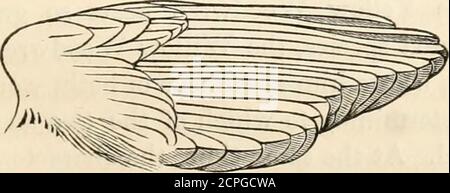 . Eine Geschichte der britischen Vögel, indigene und Zugvögel: Einschließlich ihrer Organisation, Gewohnheiten und Beziehungen; Bemerkungen über die Klassifizierung und Nomenklatur; ein Konto der wichtigsten Organe der Vögel, und Beobachtungen im Zusammenhang mit der praktischen Ornithologie .. . Abb. 174. Willow Woodwren.. Abb. 175. Spreu. 364 PHYLLOPNEUSTE SYLVICOLA. DIE YELLOWWODWREN. Wood Wreu Mont. Orn. Ernährung. Biene-Flossensiffleur. Sylvia Sibilatrix. Temm. Mann. Dorn, I. 22.3.Sylvia sylvieola. Leiste Ind. Orn. Suppl. Vol. II 53.Wood-Wren. Sylvia Sibilatrix. Selb. Illustre I. 224.Sylvia sibilatrix. Wood-Wren. Jen, Brite. Vert. Ein. Stockfoto