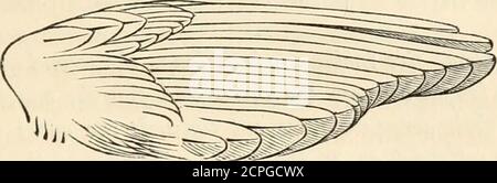 . Eine Geschichte der britischen Vögel, indigene und Zugvögel: Einschließlich ihrer Organisation, Gewohnheiten und Beziehungen; Bemerkungen über die Klassifizierung und Nomenklatur; ein Konto der wichtigsten Organe der Vögel, und Beobachtungen im Zusammenhang mit der praktischen Ornithologie .. . Abb. 173. Gelb Woodwren.. Abb. 174. Willow Woodwren. Stockfoto