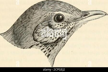 . Eine Geschichte der britischen Vögel, indigene und Zugvögel: Einschließlich ihrer Organisation, Gewohnheiten und Beziehungen; Bemerkungen über die Klassifizierung und Nomenklatur; ein Konto der wichtigsten Organe der Vögel, und Beobachtungen im Zusammenhang mit der praktischen Ornithologie .. . ISCIVORUS. Das Fleisch dieser Art ist gut zu essen, ähnlich dem der Feldfare, aber härter und im Allgemeinen schlanker als das der Amsel. Jung. – die Jungen, wenn flügge, sind viel schöner gefärbt als die alten Vögel. Ihre Rechnung ist fleischfarben, mit dem oberen Unterkiefer dunkel; die Füße auch fleischfarben, mit der Klaue Stockfoto