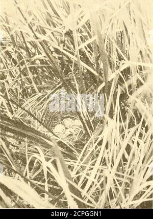 . Eine Verbreitungsliste der Vögel von Montana, mit Anmerkungen über die Migration und Nistung der bekannteren Arten. Uly 11, 1910. 244. Amphispiza nevadensis nevadensis (Ridgway) Salbei Sp.vkrow A locall.y eounnon sununer residierenden in südlichen .Montana. Dieser Vogel wurde bisher nur in den Grafschaften Gallatin und Park gefunden, aber er kommt wahrscheinlich in anderen benachbarten Grafschaften sowohl nach Osten als auch nach Westen vor. Die Tatsache, dass es auftritt iu Fremont County, Idaho (Rust, 1917, [i. 39) zeigt an, dass es fast 1921 VÖGEL VON MONTANA 129 (•ert.iinly er fomul in suitalili Lokalitäten in Madison und i?i avci Stockfoto