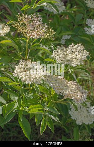 Elder (Sambucus nigra). Mehrere Büschen flacher Köpfe mit zahlreichen cremeweißen Blüten. Gestielte zusammengesetzte Blätter von fünf bis severn Flugblätter. Att Stockfoto