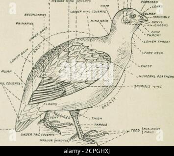 . Ein Schlüssel zu den Vögeln von Australien : mit ihrer geographischen Verteilung . Ausfertigung der Lage der Nasendrüsen ... ... 96 XIV. – HELDENDIONEN. – reiherähnliche Vögel. Hallux frei, nicht mit den anderen Zehen durch ein Netz verbunden. Nasals holorhinal. Palatedesmognathous ... ... ... ... ... 97 XV. – STEGANOPODES. – Hallux mit den anderen Zehen durch ein Netz verbunden. Nasals holorhinal. Gaumen desmognathous .. ... 101 XVI - PYGOPODES. - Grebes in Australien. Flügelfedern entflochten in Remiges. Cnemial Prozess der Tibia in einem bemerkenswerten Grad produziert. Gaumen schizognathous ... 104 XVII.-IMPENNES. – Pinguine. Bill Never Stockfoto