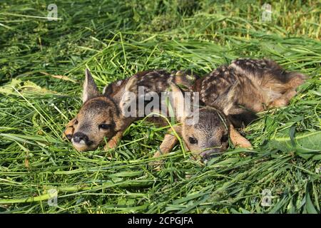 Europäischer Rehdeerkitze ( Capreolus capreolus) , Alter eines Tages, liegend auf Wiese, vor dem Mähen der Wiese gerettet, Allgäu, Bayern, Deutschland, Europa Stockfoto