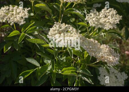 Elder (Sambucus nigra). Mehrere Büschen flacher Köpfe mit zahlreichen cremeweißen Blüten. Gestielte zusammengesetzte Blätter von fünf bis severn Flugblätter. Att Stockfoto