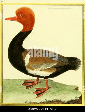 . [Planches enluminées d'histoire naturelle . Le ( ormo/7/i. L e- Canard ôi/ncar liane. Gag. ■^. Stockfoto