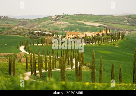 Kurvige Straße mit Zypressen in der Nähe von Asciano, Toskana, Italien, Europa Stockfoto