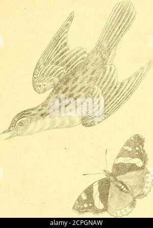 . Harmonia ruralis, oder, ein Essay in Richtung einer Naturgeschichte der britischen Singvögel: Illustriert mit Zahlen die Größe des Lebens, der Vögel, männlich und weiblich, in ihren natürlichsten Einstellungen ... . Schwanz, Palebuff. Kopf und Rücken, olivbraun, gefleckt mit dunklen Flecken. Die Federn des Flügels und des Schwanzes, dunkel, umrandet mit olivbraun; der Schwanz, wenn er verbreitet wird, ist fächerförmig, travel mittleren Federn, travel am längsten sind, travel Schlepptau-ards travel Seiten stufenweise Verkürzung. Dieser Vogel bewohnt wässrige Orte, an denen Segen, Binsen und Schilf im Überfluss vorhanden sind. Er schält, wie der Grasshopper-Warbler, und wird nicht oft gesehen. Es singt Stockfoto