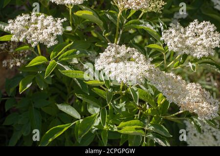 Elder (Sambucus nigra). Mehrere Büschen flacher Köpfe mit zahlreichen cremeweißen Blüten. Gestielte zusammengesetzte Blätter von fünf bis severn Flugblätter. Stockfoto