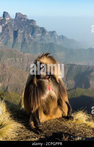 Gelada Pavian (Theropithecus gelada)männlich, sitzend auf einer Klippe, Simien Mountains National Park, Äthiopien, Afrika Stockfoto