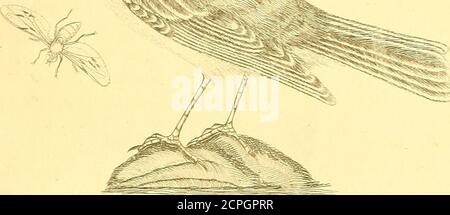 . Harmonia ruralis, oder, ein Essay in Richtung einer Naturgeschichte der britischen Singvögel: Illustriert mit Zahlen die Größe des Lebens, der Vögel, männlich und weiblich, in ihren natürlichsten Einstellungen ... . IEDBTIE*ST KTESTCM^ EIER, H&. Stockfoto