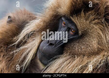 Gelada Pavian (Theropithecus gelada), männlich, Portrait, Simien Mountains National Park, Äthiopien, Afrika Stockfoto