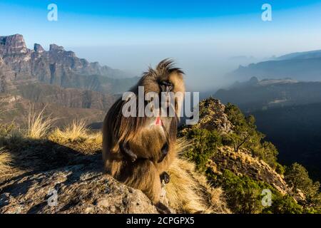 Männliche Gelada Pavian (Theropithecus gelada) oder sitzen auf einer Klippe im UNESCO-Weltkulturerbe Simien Mountains National Park, Debarq, Äthiopien, AF Stockfoto