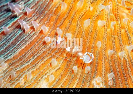 Splendid Partner Garnelen ( Periclimenes magnificus) auf Pilzkorallen ( Fungia scutaria) , Bali, Indopazifik, Indonesien, Asien Stockfoto