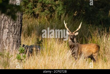 Sika Hirsch im langen Gras Stockfoto