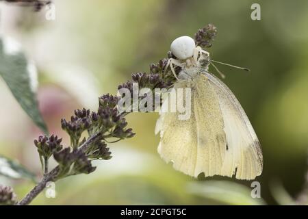 Goldrutenkrabbenspinne (Misumena vatia) mit gefangenem Weißkohlschmetterling (Pieris rapae), Hessen, Deutschland, Europa Stockfoto