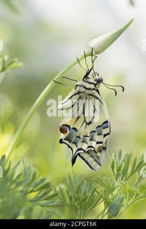 Schwalbenschwanz (Papilio machaon) an Knospen von kalifornischem Mohn (Eschscholzia californica), Hessen, Deutschland, Europa Stockfoto
