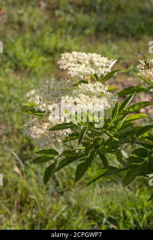 Elder (Sambucus nigra). Mehrere Büschen flacher Köpfe mit zahlreichen cremeweißen Blüten. Gestielte zusammengesetzte Blätter von fünf bis severn Flugblätter. Att Stockfoto