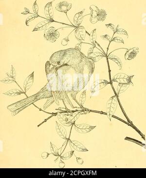 . Harmonia ruralis, oder, ein Essay in Richtung einer Naturgeschichte der britischen Singvögel: Illustriert mit Zahlen die Größe des Lebens, der Vögel, männlich und weiblich, in ihren natürlichsten Einstellungen ... . rankfort, im Jahre 1610, gibt die erste gute Beschreibung von ihnen. Vid.vol 2. S. 355. Welche Farbe sie in ihrer ursprünglichen einheimischen coun-try sind, ist nicht eindeutig festgestellt. Schriftsteller scheinen zu concurin der Annahme, dass sie grün und gelb, und zu beara in der Nähe Ähnlichkeit mit unserem Siskin, oder aberdavine. Al-drovandus, an der oben zitierten Stelle, beschreibt den Kanarienvogel aus Gesner, sagt, Avis est vulgaris pari 7 Stockfoto