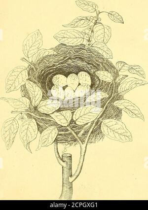 . Harmonia ruralis, oder, ein Essay in Richtung einer Naturgeschichte der britischen Singvögel: Illustriert mit Zahlen die Größe des Lebens, der Vögel, männlich und weiblich, in ihren natürlichsten Einstellungen ... . reichlich, und locker und flach gelegt. Auf diesem Grund sind die Nester und der Rand vollständig aus Wurzeln gebildet, je größer und stärker außen, desto kleiner und feiner innen. Sie sind verzogen und verwickelt mit Muchl Abour, aber da sie von einer harten Waldnatur sind, schließen sie sich so krank zusammen, dass das Licht durch jeden Teil des Nestes hindurchschleicht. Das Futter besteht aus sehr feinen Wurzeln, unter w Stockfoto