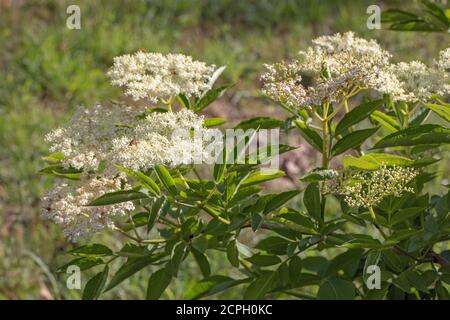 Elder (Sambucus nigra). Mehrere Büschen flacher Köpfe mit zahlreichen cremeweißen Blüten. Gestielte zusammengesetzte Blätter von fünf bis severn Flugblätter. Att Stockfoto