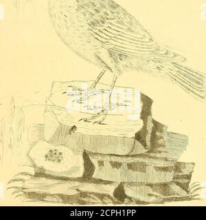 . Harmonia ruralis, oder, ein Essay in Richtung einer Naturgeschichte der britischen Singvögel: Illustriert mit Zahlen die Größe des Lebens, der Vögel, männlich und weiblich, in ihren natürlichsten Einstellungen ... . %»^. USA &GT; I6NEST UND EIER DES BUNTENS. PLATTE XVI Die Bunting baut ihr Nest in einem Klumpen von Farn, Briers oder hohem Gras, oft in der Nähe der Wurzel eines Tiefstrauch. Im Nest vor mir ist das Äußere aus Stroh, kleinen Stöcken, zerbrochenen Binsen und Moos. Das ganze Nest besteht aus diesen Materialien, mit der Tatsache, dass das Futter ein paar Haare vermischt hat. Das ganze ist locker und aukwardly Stockfoto