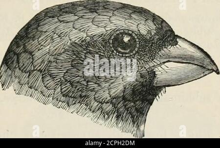 . Die Fauna von Britisch-Indien, einschließlich Ceylon und Burma. Kiefernwälder und ist sehr gesellig. Grenus H^EMATOSPIZA, Blyth, 1844. Die Gattung Hcematospiza ist eng verwandt mit Loxia, dem Männchen beigered und dem Weibchen grün, aber der Schnabel ist von einer normalen Form und verystout und stark. Der Flügel ist von beträchtlicher Länge, der über die Mitte des Schwanzes hinausragt. Eine merkwürdige Eigenschaft dieser speciesis travel weiße Farbe der Basen zu den Federn des Kopfes und des Halses; diese weißen Basen zeigen oben, wenn travel Federn disarranged sind und kaum überhaupt vollständig versteckt werden. 751. Haematospiza sipahi. Das Scharlachrot Stockfoto